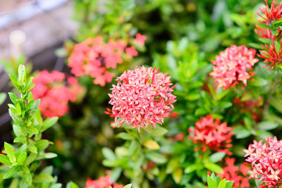 Close-up of pink flowering plants