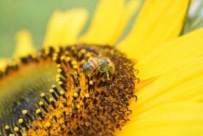 Close-up of insect on yellow flower