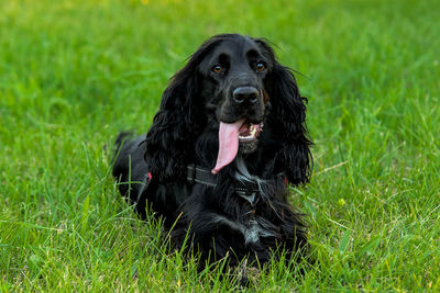 Cocker spaniel