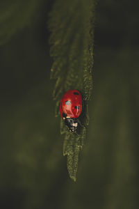 nature