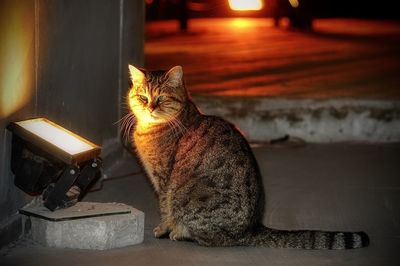 Portrait of cat sitting on table