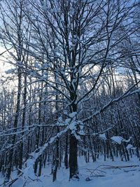 Bare trees against sky during winter