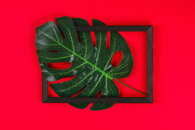 Directly above shot of leaf against red background