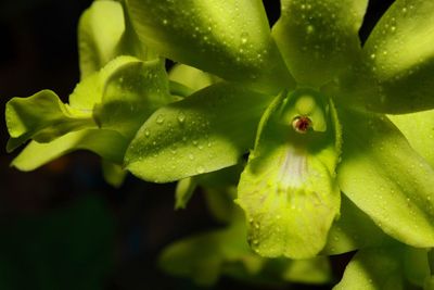 Close-up of ladybug on plant