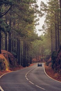 Road amidst trees in forest