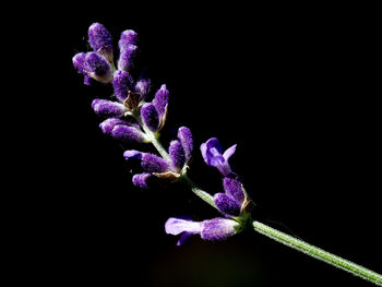 Close-up of purple flowering plant against black background