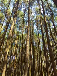 Low angle view of bamboo trees in forest