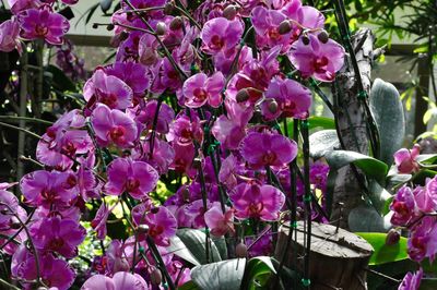 Close-up of fresh pink flowers blooming in garden