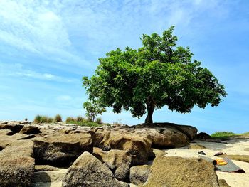 Tree on rock against sky