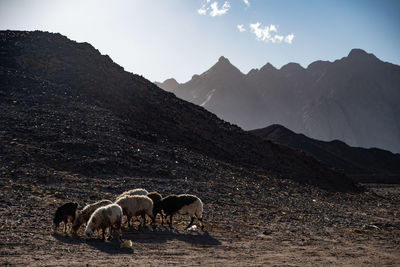 View of a sheep on mountain