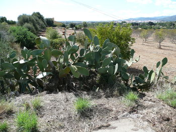 Plants growing on field against sky