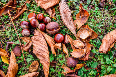 High angle view of chestnuts on ground