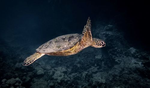 High angle view of turtle in sea