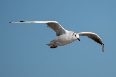 Low angle view of seagull flying in sky