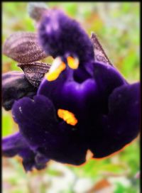 Close-up of honey bee on purple flower