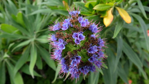 Close-up of purple flowers