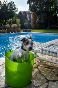 Dog in swimming pool