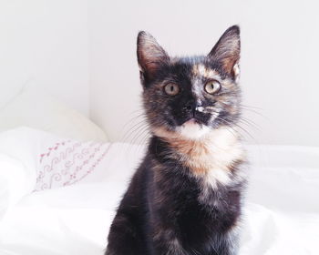 Close-up portrait of a cat