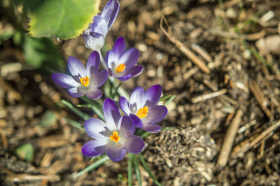 Close-up of purple flowers