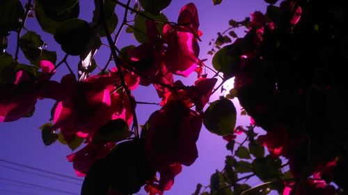 Low angle view of tree against sky