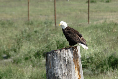 Bird perching on wooden post