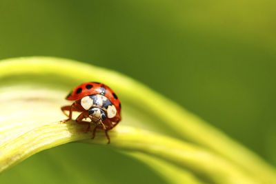 Close-up of ladybug on leaf