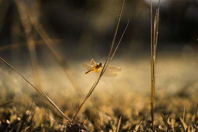 Close-up of insect on land