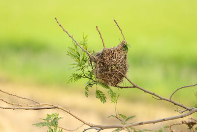 Close-up of dead plant in nest