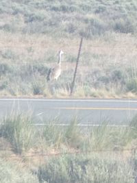 Bird perching on a field