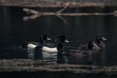 Ducks swimming in lake