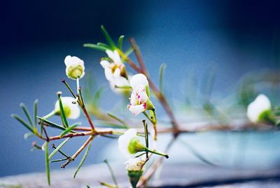 Close-up of flowers against blurred background