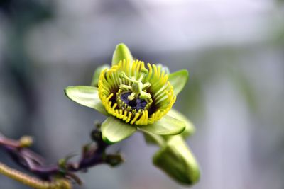 Close-up of yellow flower