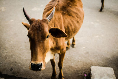 Portrait of cow standing on street