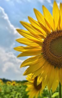 Close-up of fresh sunflower blooming against sky