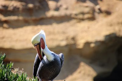 Close-up of bird perching on rock