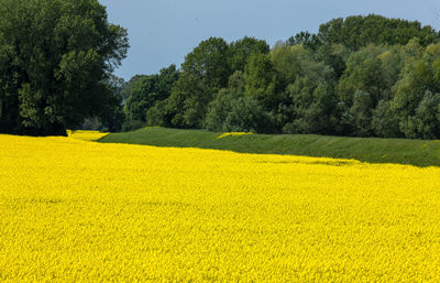 Scenic view of oilseed rape field