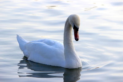 Swan swimming in lake