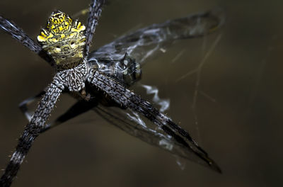 Close-up of spider