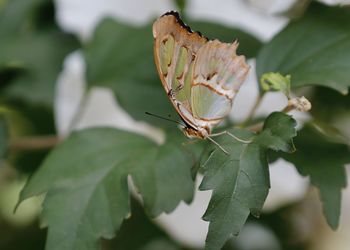 Close-up of butterfly on leaves