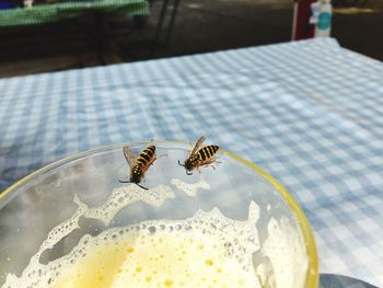 Close-up of bee on glass