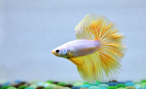 Betta fish fancy yellow mustard halfmoon, siamese fighting fish on isolated blue background