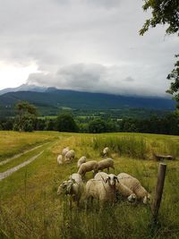 View of sheep on grassy field against sky