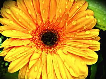 Close-up of flower blooming outdoors