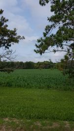 Scenic view of field against sky