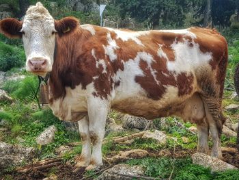 Cow standing in a field