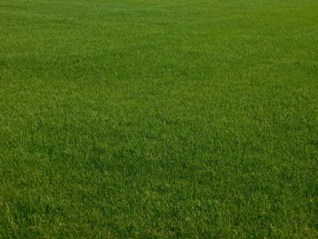 Full frame shot of grassy field