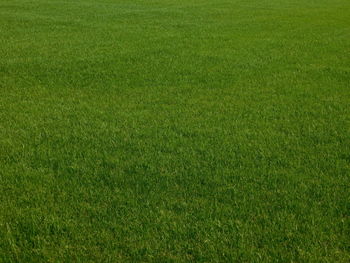 Full frame shot of grassy field