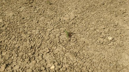 High angle view of bird on sand