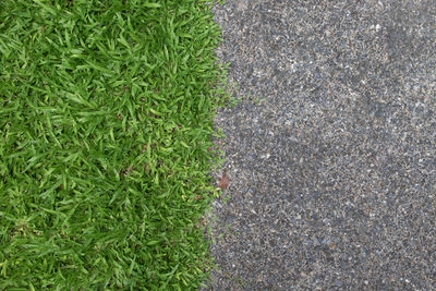 Full frame shot of fresh green grass