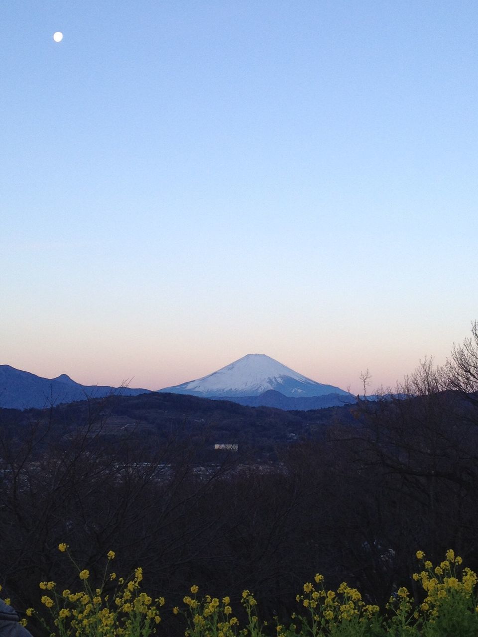 clear sky, tranquil scene, tranquility, landscape, scenics, mountain, copy space, plant, moon, blue, beauty in nature, flower, non-urban scene, nature, outdoors, solitude, fragility, mountain range, wildflower, countryside, majestic, day, flowerbed, no people, remote, physical geography, non urban scene, distant, uncultivated